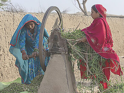 Semi-nomadic Cholistani women are gathering and preparing fodder for their animals, Pakistan