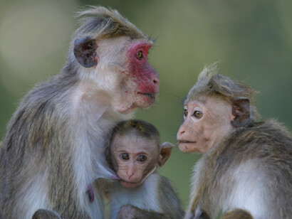Toque Monkey can be seen on an excursion to Polonnaruwa © Gehan de Silva Wijeyeratne