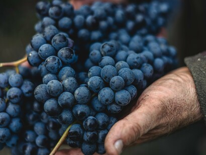Man holding red grapes from the vineyard