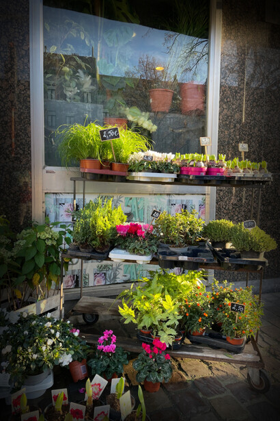 A local florist in Brussels
