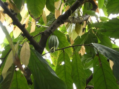 Le malattie un grande problema per la pianta di cacao