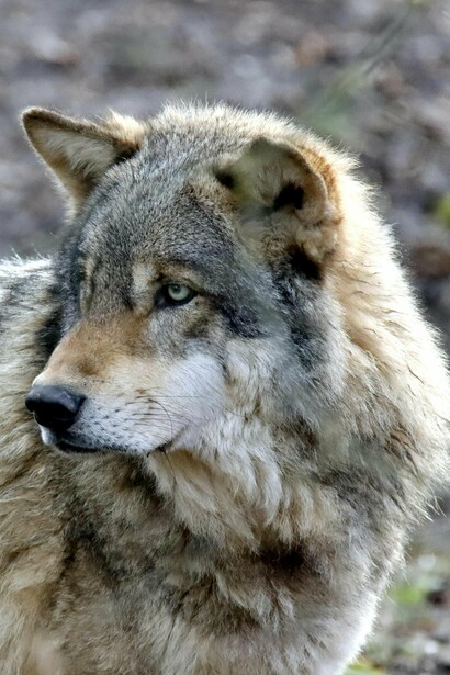 El aullido de la loba es una forma de comunicarse con su manada