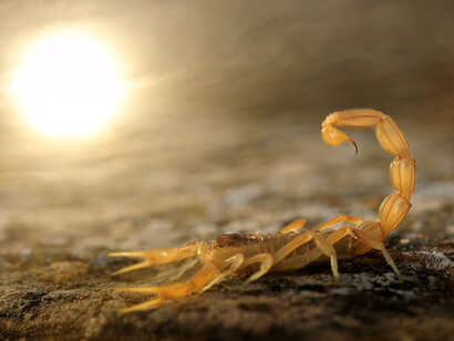 Carlos Perez Naval, Winner & overall young wildlife photographer of the year, "Stinger in the sun", Category: 10 Years and under, Spain