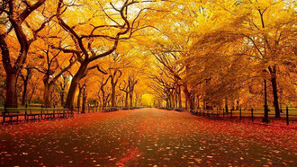 Foliage d'autunno