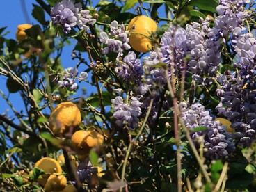 Profumo di agrumi e sole: l’eredità più dolce della nostra terra