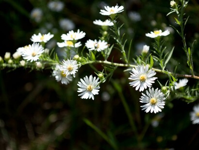 Fiori bianchi