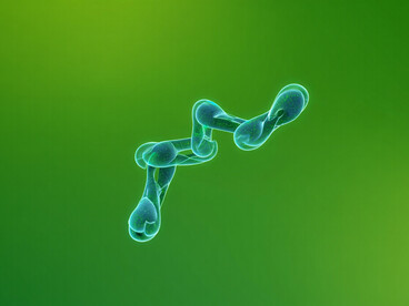 Die meisten, wenn nicht sogar alle dieser Hormone haben Zielstrukturen in den Nervenfasern des Magen-Darm-Trakts (MDT). Bild: Hormon Peptid YY (PYY)