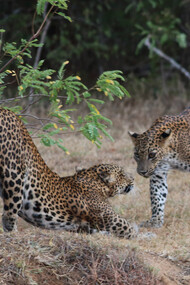 Leopard cubs interacting © Gehan de Silva Wijeyeratne
