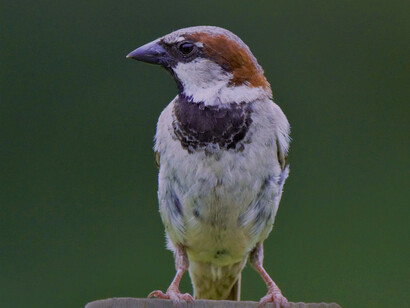A little sparrow, dressed in its many shades of tan and brown and white