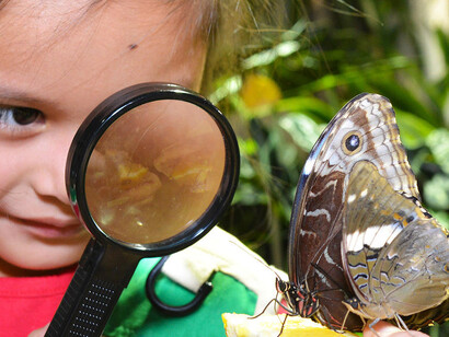 The butterfly conservatory. Courtesy of American Museum of Natural History