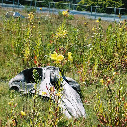 Living Roof. Courtesy of California Academy of Sciences