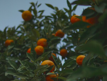 These vibrant mandarins against a twilight sky capture the delight of harvesting your own snack and the deeper bond with nature fostered on Jeju