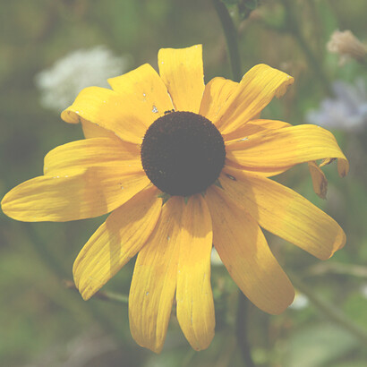 Black-eyed Susan, per eccellenza il fiore dello stress 
