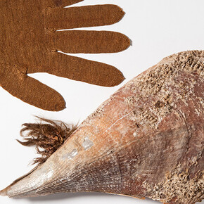 Molluscs. Courtesy of Museum für Naturkunde