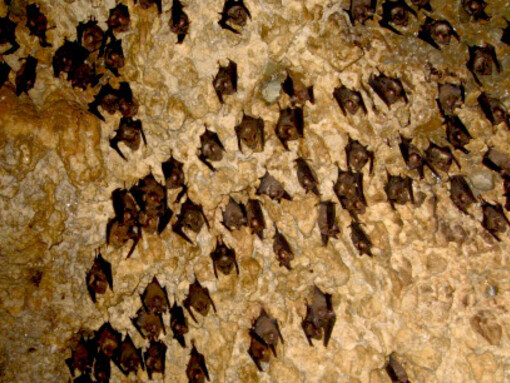 The Bat Cave (Chameri Gufa in Nepali) is a solutional cave located in the Kaski District of Pokhara, Nepal. It is known for its large population of horseshoe bats that occupy the cave’s walls and ceiling