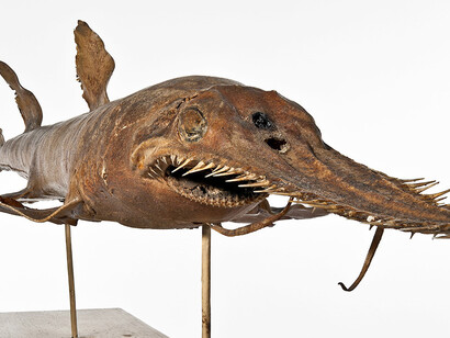 Fishes. Courtesy of Museum für Naturkunde