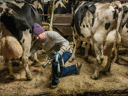Os abusos impostos a vacas exploradas pela indústria de laticínios são incontáveis