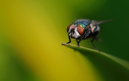 Una mosca capaz de convertir una simple herida en un foco de destrucción revela hasta qué punto la naturaleza puede volverse una amenaza silenciosa cuando no encuentra barreras