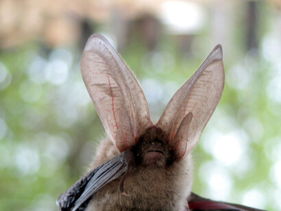 Christmas Island Pipistrelle declared extinct by IUCN