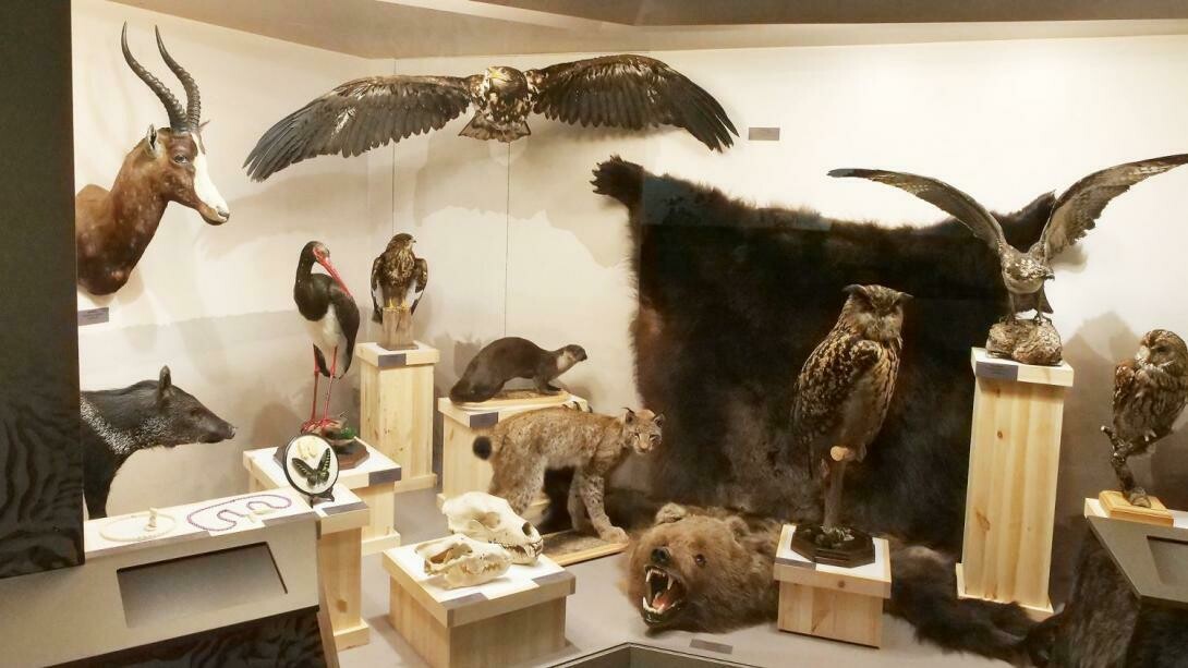 Don't buy their lives. exhibition view. Courtesy of the Latvian National Museum of Natural History