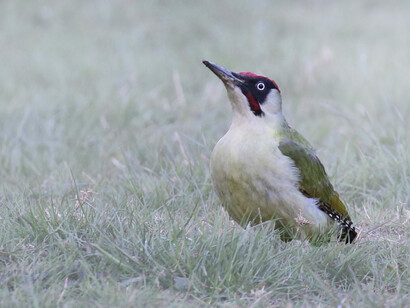 Green Woodpeckers spend  a lot of time on the ground hunting for ants © Gehan de Silva Wijeyeratne