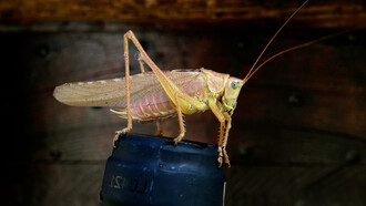 Conoscere Pedro - Foto di Alisa Anton