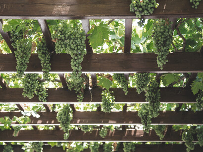 Prie Blanc vineyards