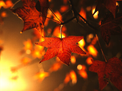 Un yo que percibe el totalismo vital a través del arte