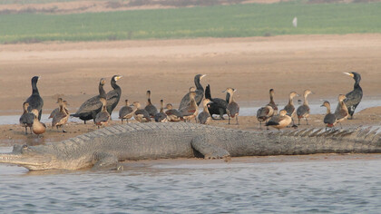 Wildlife on the River Sutlej