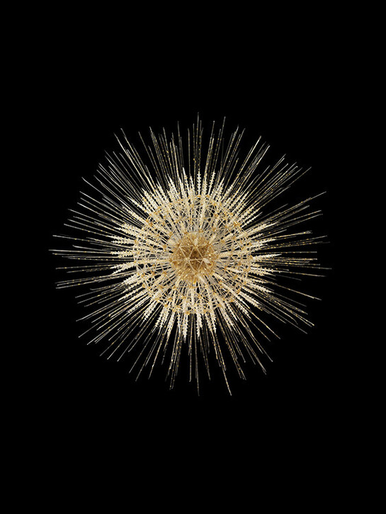 Leopold & Rudol Blaschka, Aulosphaera elegantissima. Guido Moca co © 2013 With the courtesy of the Natural History Museum of Dublin, Ireland