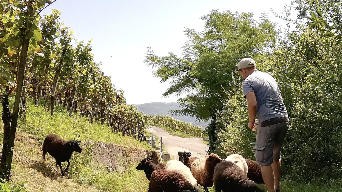 Il nostro modo di fare vino si è da sempre evoluto ma è ufficialmente dal 2021 in avanti che i tutti i nostri vini sono fatti con fermentazione a grappolo, tecnica che applichiamo sia con i bianchi che con i rossi