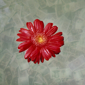 Marissa Roth, A gerbera daisy floats in a large vat of water where offerings of small Yuan notes have sunk to the bottom, at Jokhang Monastery in Lhasa. September 2010. © Marissa Roth.