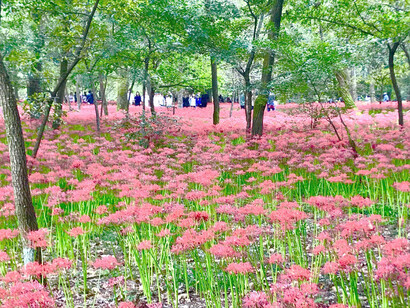 Kinchakuda Manjushage Park © Alma Reyes