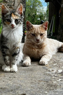 Como la naturaleza alrededor.
Como el sax que aparece de vez en cuando.
Como los gatos, que siguen pasando.
El borgo viejo de Sipicciano, Italia