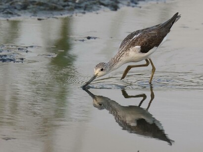 Greenshank © Gehan de Silva Wijeyeratne