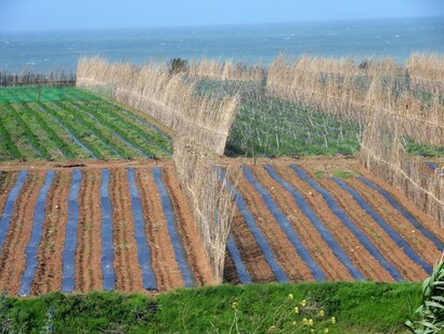 Plantation in Morocco
