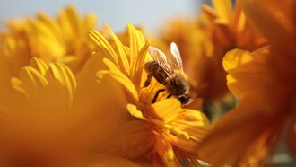 Se le api scomparissero dalla terra, per l'uomo non resterebbero che 4 anni di vita