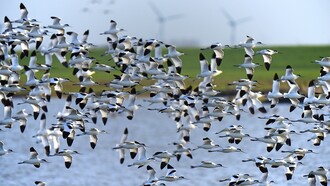 Aves migratorias en busca de calor