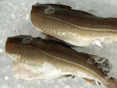 Dos ejemplares de skrei