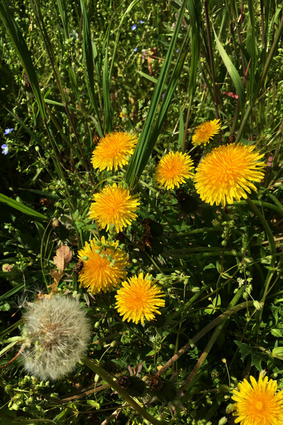 Fiori di Tarassaco
