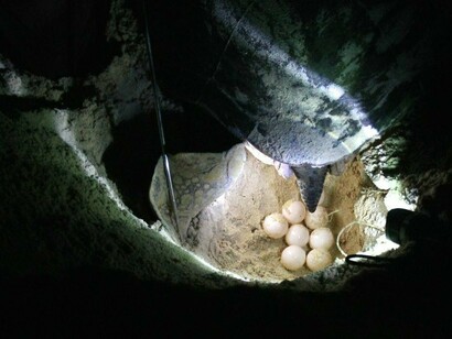 Una tartaruga depone decine di uova, operazione che può durare più di un’ora