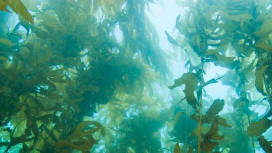 Ecosystems. Courtesy of California Science Center