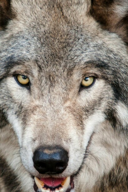 Así como el humano, el lobo es un animal social