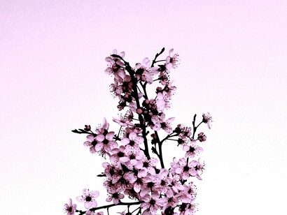 Renacer