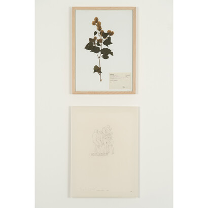 Jef Geys, Cannabaceae Hennepfamilie Humulus lupulus L. Hop, 1999, diptych: ink on paper under plexiglass; dried flowers and collage on paper, wood frame and glass, 51 x 38 cm; 49 x 36 cm © photo Marc Domage, Courtesy Air de Paris, Paris