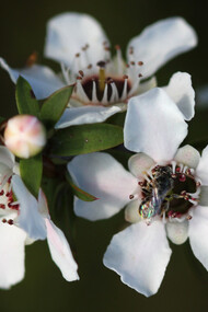 Fiori di Manuka (Leptospermum scoparium)