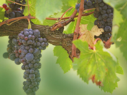 Coltivazione della vite. Terminata la P.E.G. (Piccola Era Glaciale), in Francia si applica il nuovo Metodo Champenoise (rifermentazione vin bottiglia)