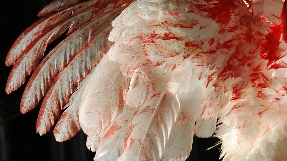 Piume insanguinate