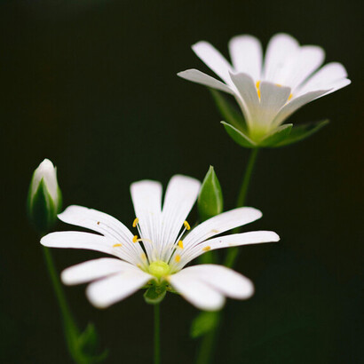 Así como los ríos encuentran su cauce y las plantas crecen hacia la luz, las ideas emergen con mayor claridad cuando dejamos de forzarlas