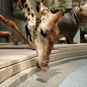 Kenneth E. Behring Family Hall of Mammals. Courtesy of Smithsonian's National Museum of Natural History